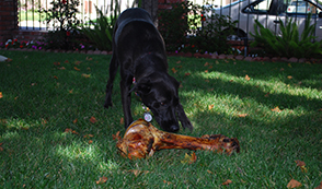 mammoth bone for dogs